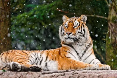 Тигр пытается поймать леопарда | Пикабу