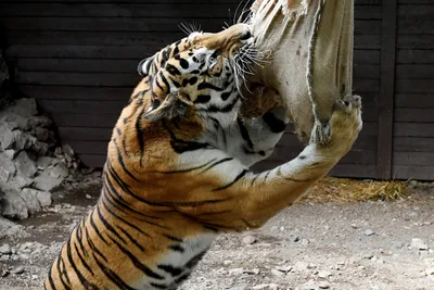Россия и Китай могут создать международный заповедник для тигров и леопардов  | Kazakhstan Today