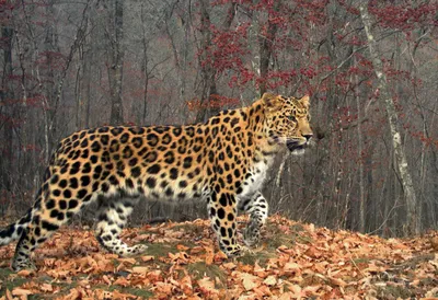 Ученые: тигры и леопарды в Приморье могут жить «в мире» | Пикабу
