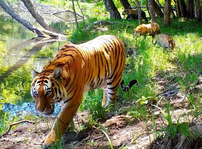 В России подсчитали амурских тигров и дальневосточных леопардов » Magnus  Felidae (Великие Кошачьи) - красота и превосходство!