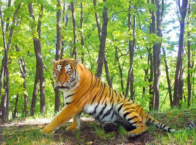 Почему важно сохранять тигров и леопардов - Российская газета