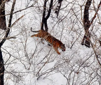 В приморской «Земле леопарда» насчитали самую большую на планете популяцию  тигров » Новости на Vostok.Today – никакой пропаганды, только новости!