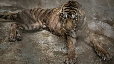 В Приморье на территории нацпарка заметили новых тигра и леопарда |  RuNews24.ru | Дзен