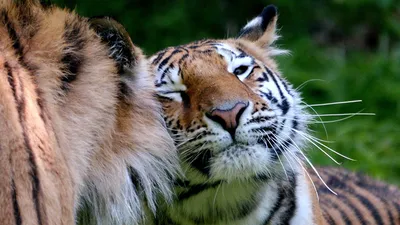 Спасательная операция: истощенных тигров и леопардов доставили из зоопарка  Мукдахан для неотложной помощи - Новости Паттайи
