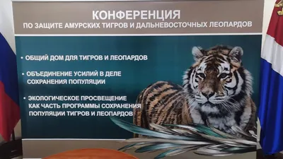 Россия и Китай намерены создать трансграничный резерват для тигров и  леопардов