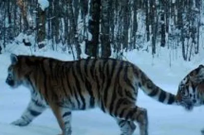 Россия и КНР могут создать международный заповедник для тигров и леопардов  - РИА Новости, 04.11.2022
