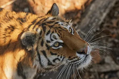 закрывать портрет больших диких кошек львов тигров леопард на черном фоне  Стоковое Изображение - изображение насчитывающей млекопитающее, черный:  241337991