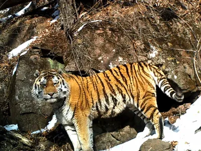 Амурских тигров и дальневосточных леопардов спасли от вымирания