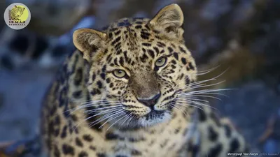 На Земле леопарда стало больше тигров | ОБЩЕСТВО | АиФ Владивосток