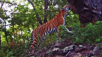 Во Владивосток завезли тигров и леопардов - ОТВ-Прим - Общественное  телевидение Приморья ОТВ