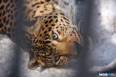 Россия и Китай обменялись фото базами леопардов и тигров