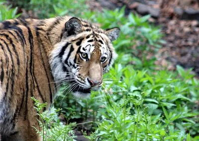 Ученые: тигры и леопарды в Приморье могут жить «в мире»