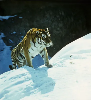 Тигры с «Земли леопарда» дали потомство: фото