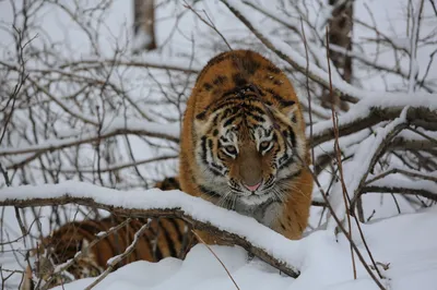 В России увеличилась численность амурских тигров и дальневосточных леопардов  - EcoPravda.ru