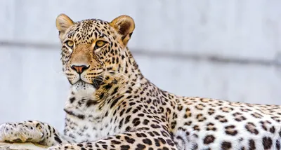 Россия поменяла пару сибирских тигров на двух персидских леопардов (AFP,  Франция) | 18.01.2022, ИноСМИ