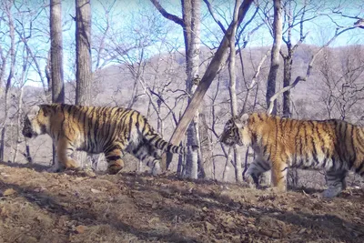 Главное событие первого дня ПМЭФ-22: Амурские тигры обживают Землю леопардов  — Петербургский формат