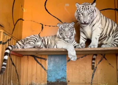 Численность амурских тигров выросла на 150 особей — РБК
