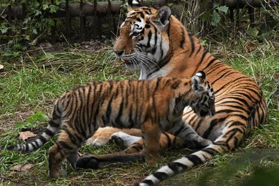 Новых леопарда и тигра выявили во время авиаучета животных в «Земле леопарда»  - Газета.Ru | Новости
