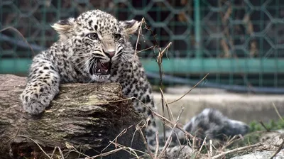 Тигры, пантеры, леопарды и множество других животных ждут в зоопарке «Леон»  жителей Морозовска