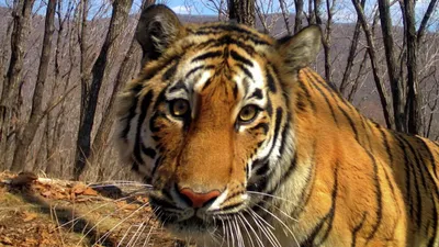Учёные национального парка в Приморье исследуют перемещения тигров и  леопардов через железную дорогу – Новости Владивостока на VL.ru