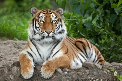 Тигры Павлик и Елена готовятся к выпуску в дикую природу - Новости РГО