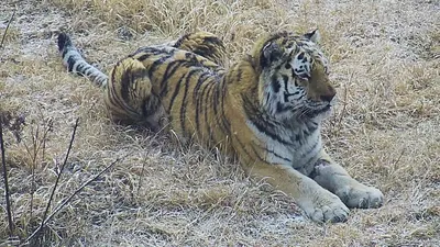 У частных владельцев в США больше тигров, чем в дикой природе (Slate.fr,  Франция) | 07.10.2022, ИноСМИ