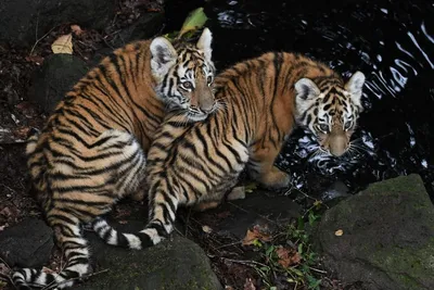 Как в России стараются защитить тигров в дикой природе » Тигромания – всё о  тиграх