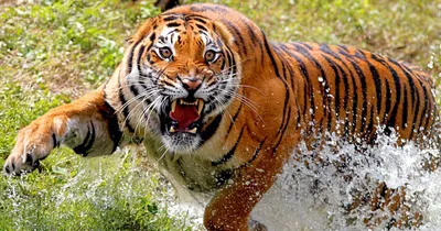 WWF использует весь свой опыт для восстановления тигров в Казахстане –  глава организации - 29.07.2022, Sputnik Казахстан