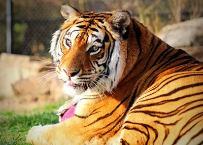 Выход в люди: что ищут амурские тигры в населенных пунктах | Статьи |  Известия