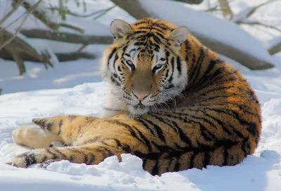 Глава Минприроды: Около 5 тысяч тигров живет в дикой природе - Российская  газета