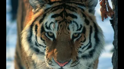 От величественных и диких до ласковых и спокойных: ученые рассказали о  чертах характера тигров