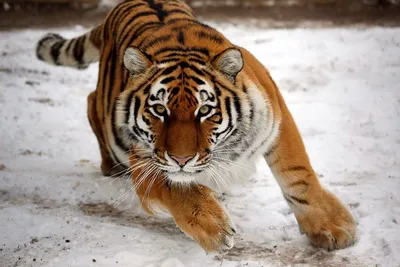 Дом амурского тигра. Почему сокращается ареал самого красивого хищника  планеты?