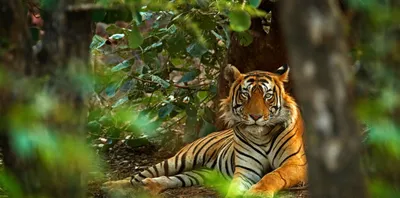 Китайский тигр: В дикой природе их осталось 20 особей, а в зоопарках 70.  Есть ли у этих кошек шанс выжить? | Пикабу