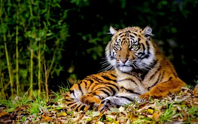 Как в Казахстане возрождают популяцию тигров | Inbusiness.kz
