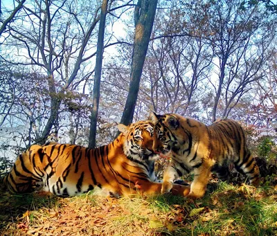 Казахское Географическое Общество - Ежегодно 29 июля отмечается  Международный день тигра. ⠀ К сожалению, в дикой природе сохранилось всего  не более 5 тысяч особей, и это число продолжает постоянно сокращаться. Так,  за