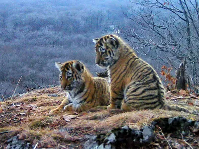 WWF: В дикой природе Вьетнама осталось не более пяти тигров | УНИАН