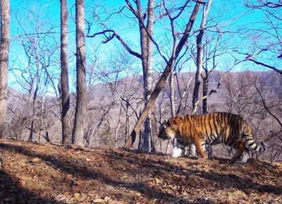 Дикая природа - в Киевском зоопарке показали своих тигров | Комментарии.Киев