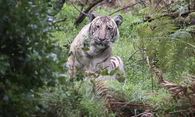 Метод поиска серийных убийц поможет защитить тигров в дикой природе