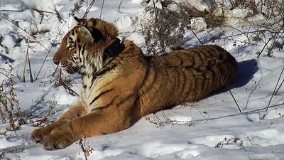 На «Земле леопарда» тигриное семейство общается при помощи дерева - KP.RU