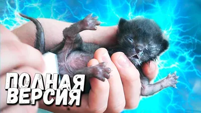 Rescue a newborn kitten. Full version / SANI vlog - YouTube