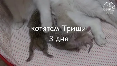 Котята: от рождения до первого месяца // Часть 1. Первые 10 дней жизни котят.  - YouTube
