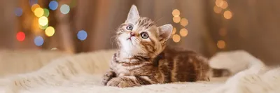 Как кошка выбирает себе любимого хозяина - Кошки обзор на Gomeovet
