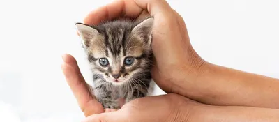 О новорожденных котятах, опыте и людях | Пикабу