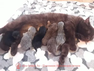 Кормления кошки в период размножения: руководство, советы | Husse Украина