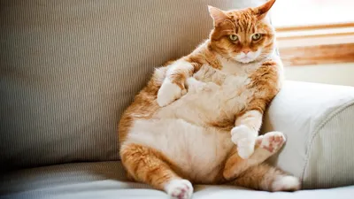 Топ 7 самых толстых кошек в мире | Головокружительные новости обо всём |  Дзен