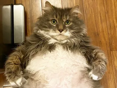 Усатый ЗОЖ: почему толстого кота нельзя назвать нормальным — Новости  Хабаровска