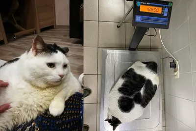 Как появился мем с толстым котом, который требует еды и злится