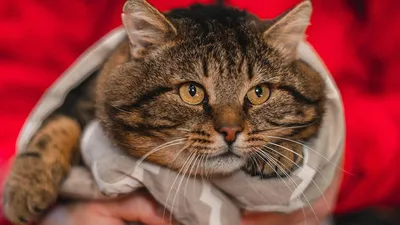 портрет толстого кота в красной шляпе Стоковое Фото - изображение  насчитывающей любимчик, серо: 234254092