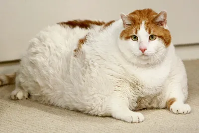 Но завтра — точно на диету: толстого кота Виктора накормили ужином в  \"Миллионке\" - PrimaMedia.ru