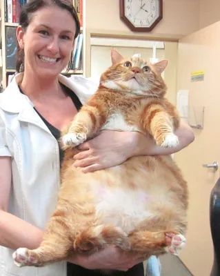 Ленивая попытка толстого кота дотянуться до миски с едой попала на видео